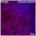 ABflo® 647 Rabbit anti-Mouse CD24 mAb (100 T)
