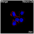ABflo® 594 Rabbit anti-Mouse CD24 mAb (100 T)