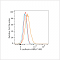 ABflo® 488 Rabbit anti-Human P-cadherin mAb (100 T)