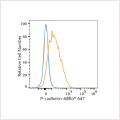 ABflo® 647 Rabbit anti-Human P-cadherin mAb (100 T)