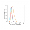 ABflo® 594 Rabbit anti-Human P-cadherin mAb (100 T)