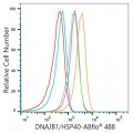 ABflo® 488 Rabbit anti-Human DNAJB1/HSP40 mAb (100 T)