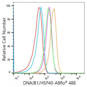 ABflo® 488 Rabbit anti-Human DNAJB1/HSP40 mAb (100 T)