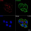 KD-Validated CD46 Rabbit mAb (20 μl)