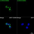 ABflo® 488 Rabbit anti-Human LILRA2/CD85h mAb (100 T)