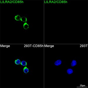 ABflo® 488 Rabbit anti-Human LILRA2/CD85h mAb (100 T)