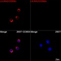 ABflo® 647 Rabbit anti-Human LILRA2/CD85h mAb (100 T)