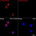 ABflo® 594 Rabbit anti-Human LILRA2/CD85h mAb (100 T)