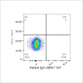 ABflo® 647 Rabbit anti-Human CD138 mAb (100 T)