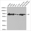 KO-Validated AIF Rabbit pAb (20 μl)
