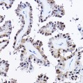 KO-Validated PDCD4 Rabbit pAb (20 μl)