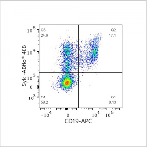 ABflo® 488 Rabbit anti-Human Syk mAb (100 T)