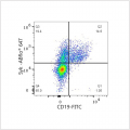 ABflo® 647 Rabbit anti-Human Syk mAb (100 T)