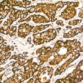 KD-Validated COX5A Rabbit mAb (20 μl)