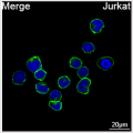 ABflo® 488 Rabbit anti-Human CD99 mAb (100 T)