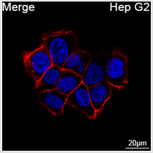 ABflo® 647 Rabbit anti-Human CD99 mAb (100 T)