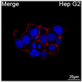 ABflo® 594 Rabbit anti-Human CD99 mAb (100 T)