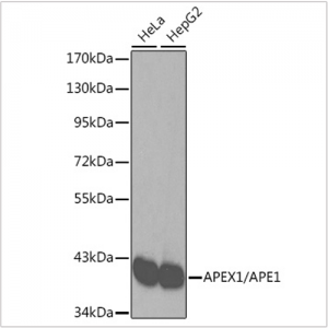 KO-Validated APEX1/APE1 Rabbit pAb (20 μl)