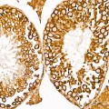 KD-Validated COX7A2L Rabbit mAb (20 μl)