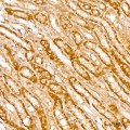 KD-Validated TFEB Rabbit mAb (20 μl)