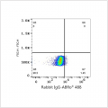 ABflo® 488 Rabbit anti-Human MRC2 mAb (100 T)