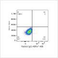 ABflo® 488 Rabbit anti-Human P4HB mAb (100 T)
