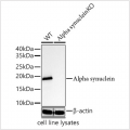 KO-Validated N-terminal alpha-synuclein mAb (20 μl)