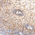 KD-Validated ECH1 Rabbit mAb (20 μl)
