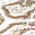 KD-Validated ADAR1 Rabbit mAb (20 μl)