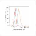 ABflo® 647 Rabbit anti-Human Calreticulin mAb (100 T)
