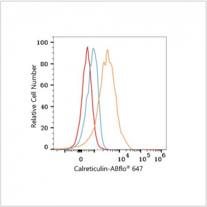 ABflo® 647 Rabbit anti-Human Calreticulin mAb (100 T)