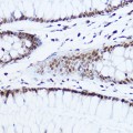 KO-Validated Histone H1.0 Rabbit pAb (20 μl)