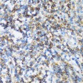 KO-Validated ARHGEF1 Rabbit pAb (20 μl)