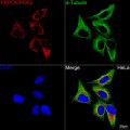 KO-Validated PEPCK/PCK2 Rabbit mAb (20 μl)