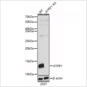 KO-Validated ATPIF1 Rabbit pAb (20 μl)
