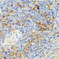 KO-Validated ECE1 Rabbit pAb (20 μl)
