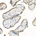 KD-Validated SLC3A2/CD98hc Rabbit pAb (20 μl)