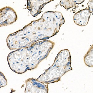 KD-Validated SLC3A2/CD98hc Rabbit pAb (20 μl)