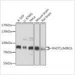 KD-Validated RHOT1/MIRO1 Rabbit pAb (20 μl)