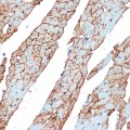 KO-Validated Flotillin 1 Rabbit pAb (20 μl)