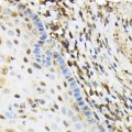 KO-Validated NRBF2 Rabbit pAb (20 μl)