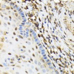 KO-Validated NRBF2 Rabbit pAb (20 μl)