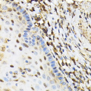 KO-Validated NRBF2 Rabbit pAb (20 μl)