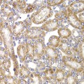 KO-Validated ANAPC5 Rabbit pAb (20 μl)