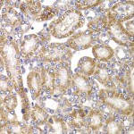 KO-Validated ANAPC5 Rabbit pAb (20 μl)