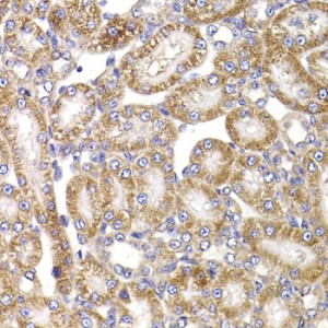KO-Validated ANAPC5 Rabbit pAb (20 μl)