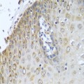 KO-Validated CYPOR Rabbit pAb (20 μl)