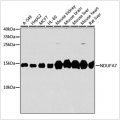 KO-Validated NDUFA7 Rabbit pAb (20 μl)
