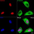 KO-Validated HDAC8 Rabbit mAb (20 μl)