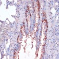 KO-Validated RPL22 Rabbit pAb (20 μl)